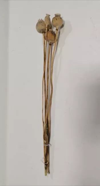 Umelé makovice EPAVER GIGANTUM, hnedé, 50 cm, 5 ks v balení