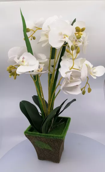 Biela orchidea 48cm