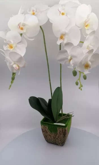 Biela orchidea 53cm