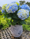 Betónový obal na kvety, ružovkastý, 21x21 cm