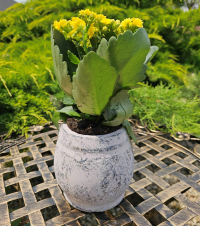 Betónový obal na kvety, ružovkastý, 15,5x17 cm