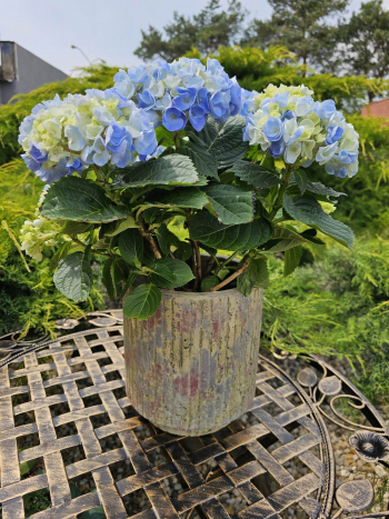 Bordový betónový obal na kvety 19x20,5cm