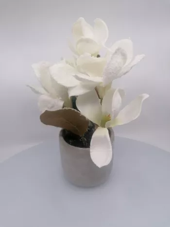 Zasnežená magnólia v kvetináči 22cm