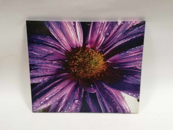 Fialová gerbera na plátne, 60x50cm