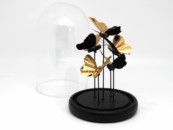 Zlaté motýle v skle, 20x14 cm